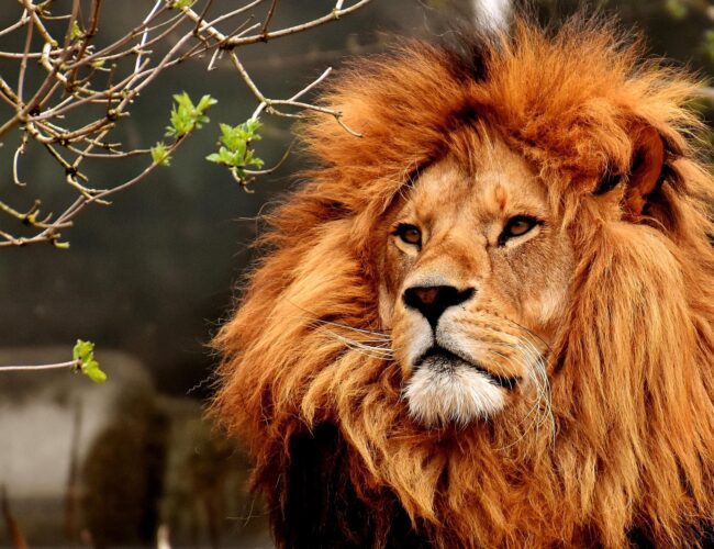 DNS-minta tanúskodott egy oroszlángyilkosság ügyében, először a történelem során