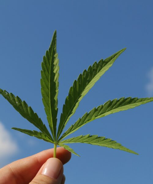 A kannabisz meglepő dolgot csinálhat a májaddal