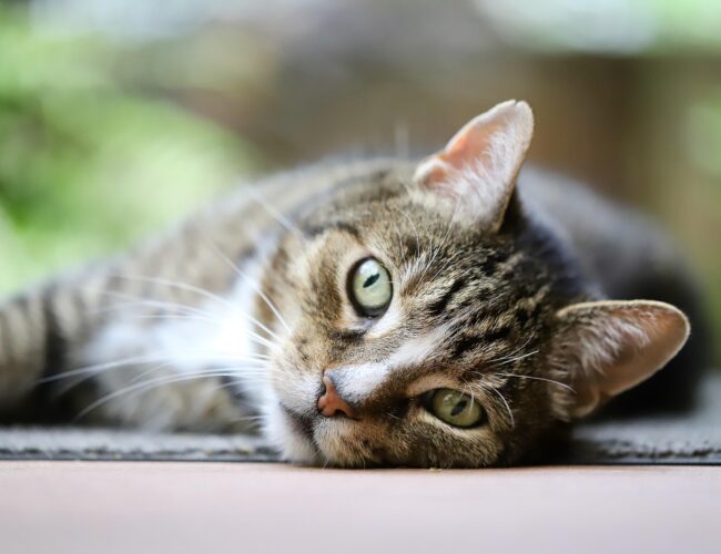 Ezek a paraziták átveszik az irányítást az állatok fölött