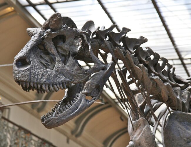 A milliomosok új hobbija: múzeumi dinoszaurusz-csontokat vásárolnak