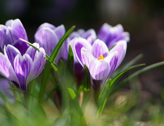 Tavaszi napéjegyenlőség: így ünneplik a világ körül az új kezdetet