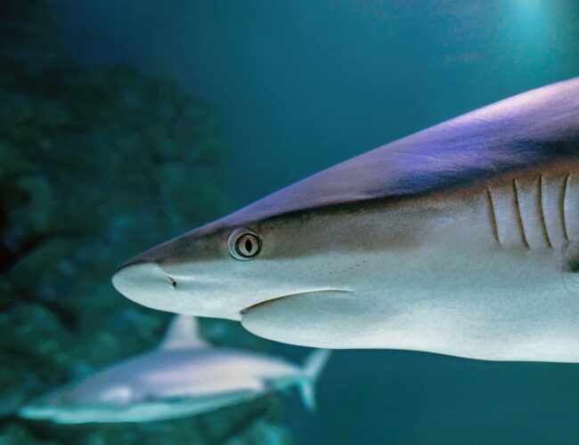 Kokain, koffein és fájdalomcsillapítók van a cápák szervezetében: ez nem sci-fi, hanem környezetszennyezés